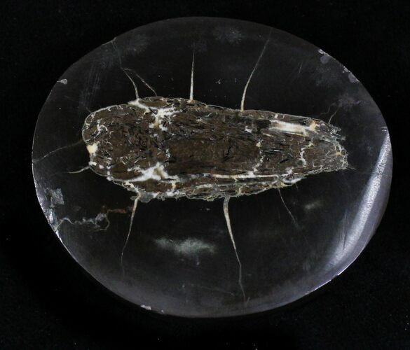 Polished Fish Coprolite (Fossil Poo) - Scotland #22674